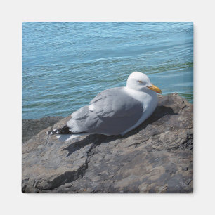 Hering Gull auf Rock Jetty Magnet