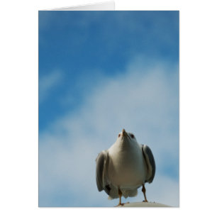 Hering Gull Card