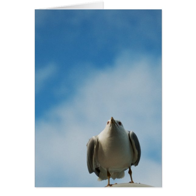 Hering Gull Card (Vorne)