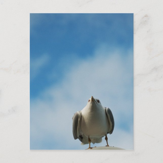 Hering Gull Postcard Postkarte (Vorderseite)