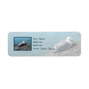 Hering Gull Ruhen auf Felsbesatz: