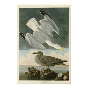 Hering Gull von John Audubons Vögeln in Amerika Fotodruck