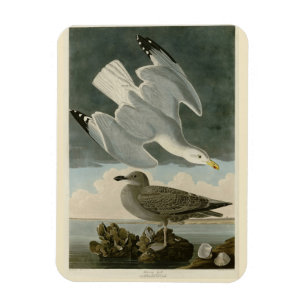 Hering Gull von John Audubons Vögeln in Amerika Magnet