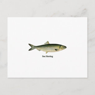 Hering Postkarte