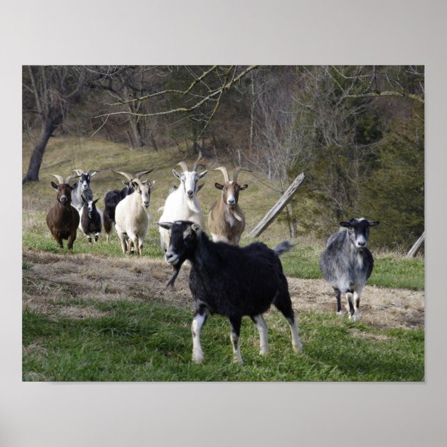 Hering-Zuhause-Poster Poster (Vorne)