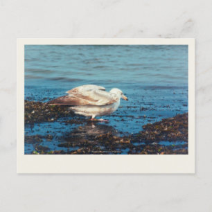 Heringsmöl P1046 Postkarte