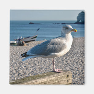 Heringsmöwe auf einem Holzzaun Magnet