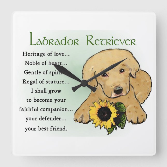 Heritage Gelbe Labrador Welpengeschenke Quadratische Wanduhr (Vorderseite)