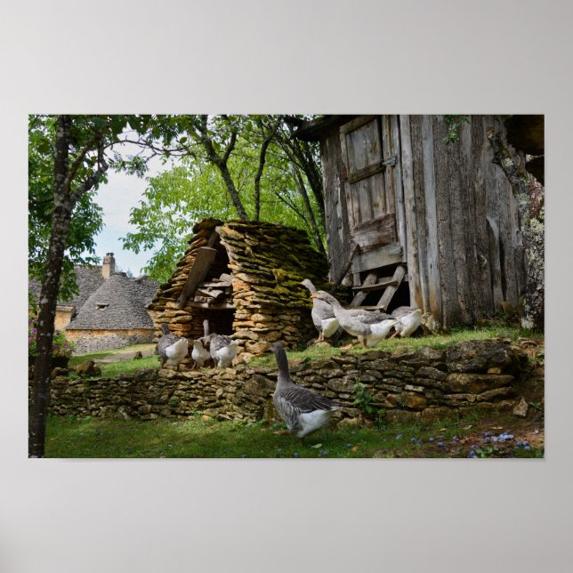 Herkömmliches Gänseposter Poster (Vorne)