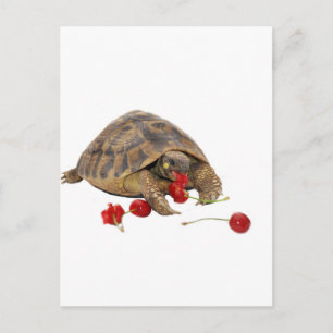 Hermann Tortoise und Strawberries Postkarte