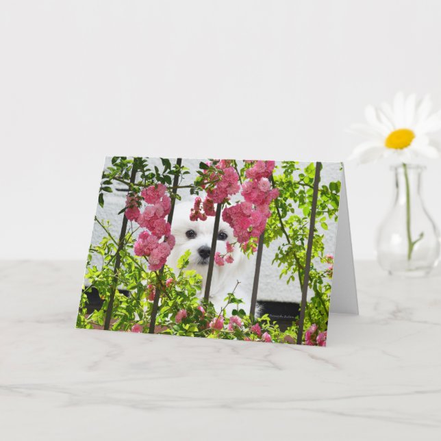 Hermes, die maltesische Blankokarte Karte (Kleine Pflanze)