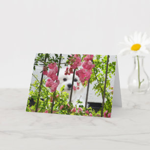 Hermes, die maltesische Blankokarte Karte