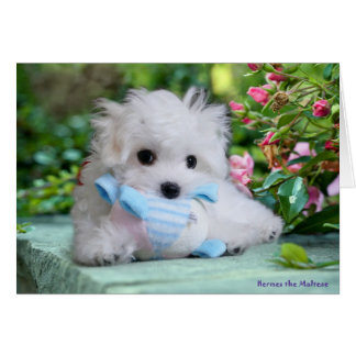 Hermes die maltesische Geburtstags-Karte