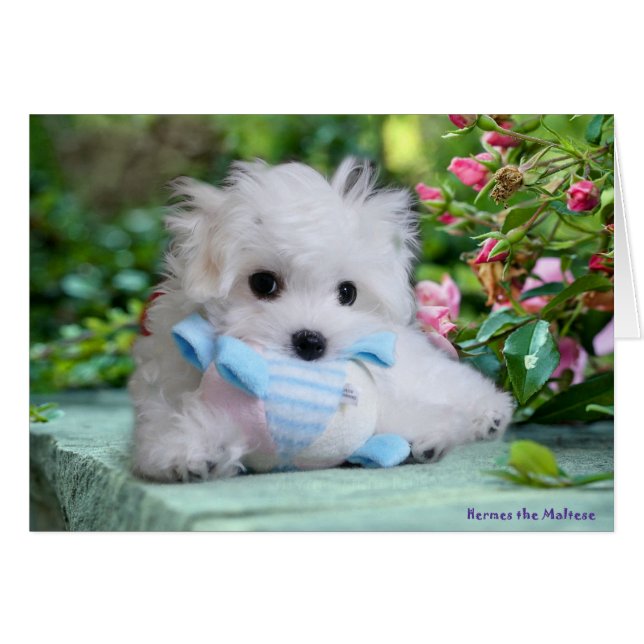 Hermes die maltesische Geburtstags-Karte (Vorderseite (Horizontal))