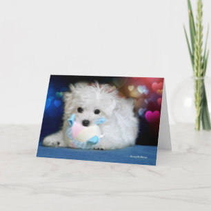 Hermes the Maltese Birthday Greeting Card Karte