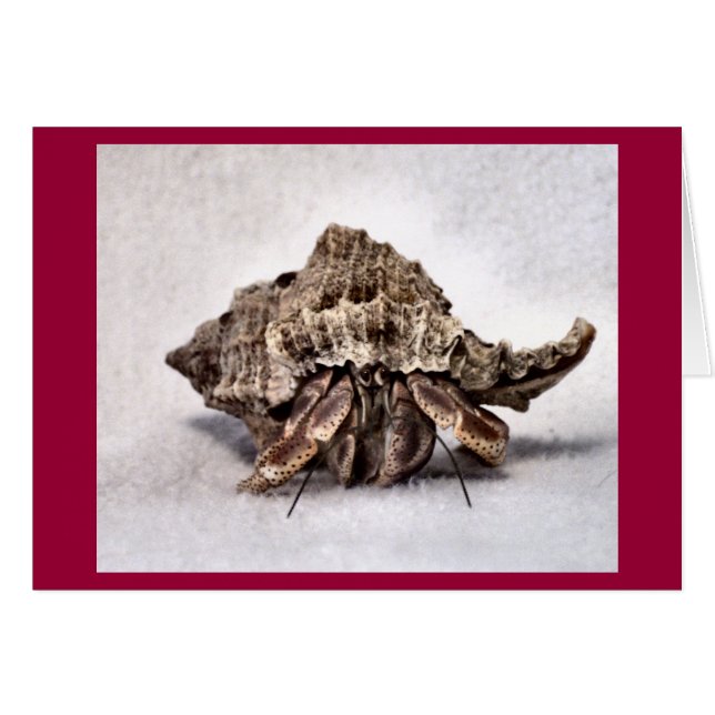 Hermit crab #1 (Vorderseite (Horizontal))