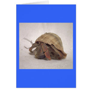 Hermit Crab #8