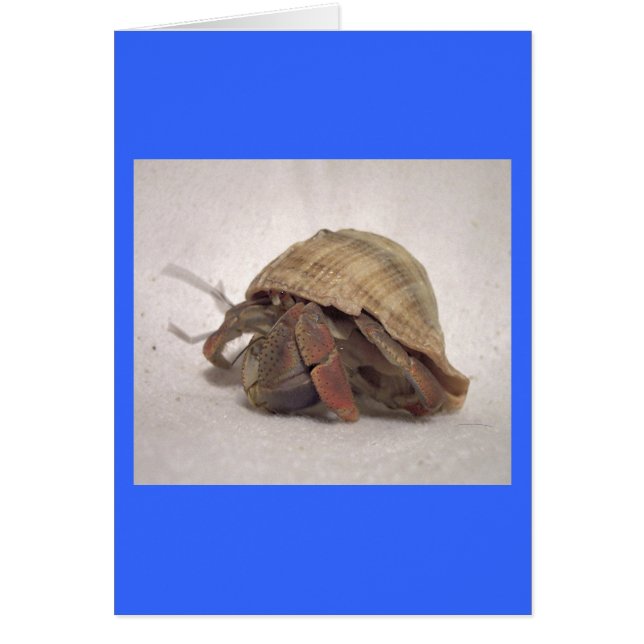 Hermit Crab #8 (Vorne)