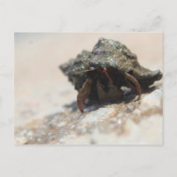 Hermit Crab Foto gedruckt
