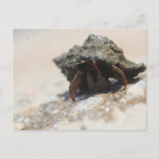 Hermit Crab Foto gedruckt Postkarte (Vorderseite)