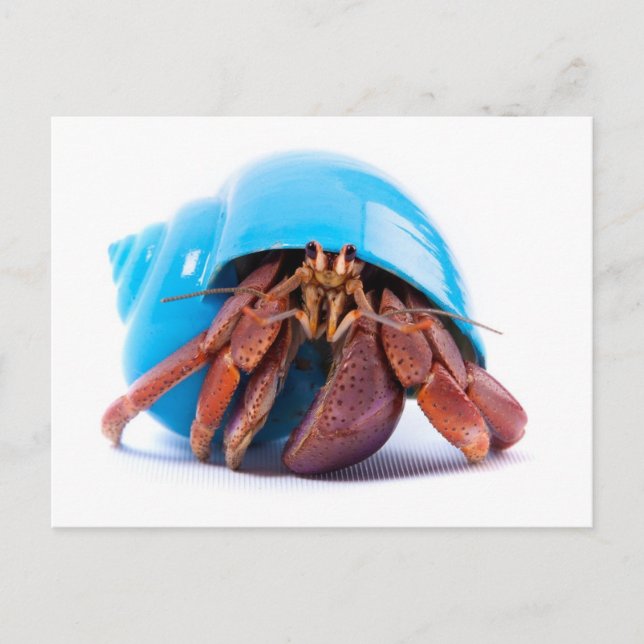 Hermit Crab Postcard Postkarte (Vorderseite)