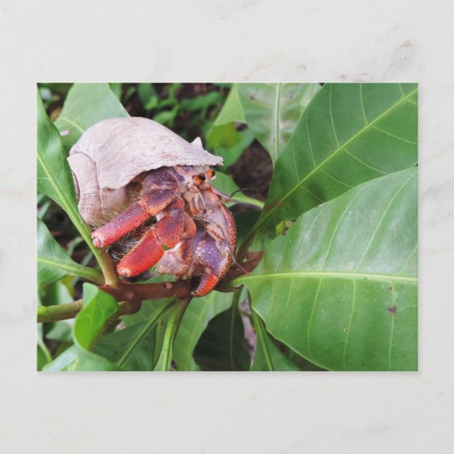 Hermit Crab Postkarte (Vorderseite)