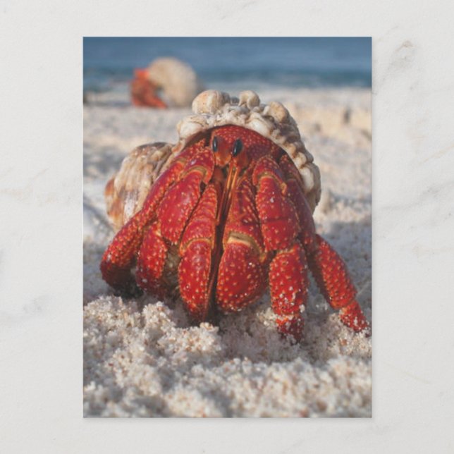 Hermit Crab Postkarte (Vorderseite)