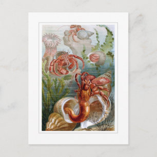 Hermit Crab Postkarte
