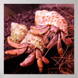 Hermit Crab Print Poster