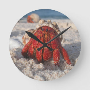 Hermit Crab Runde Wanduhr
