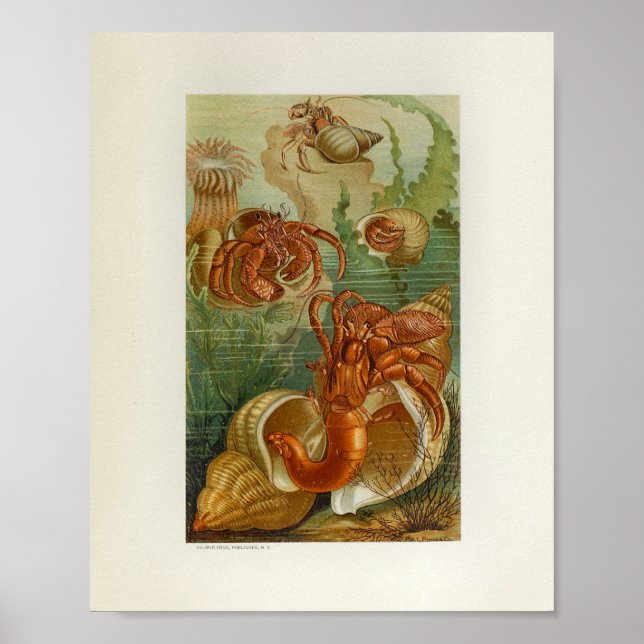 Hermit Crab Sea Anemone Marine Life Print Poster (Vorne)