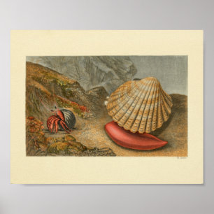 Hermit Crab Sea Muschel Farbdruckerei Poster