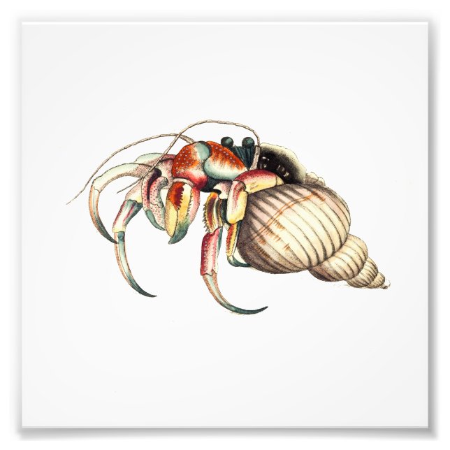 Hermit Crab Sea Ocean Beach Badezimmer Printwerbun Fotodruck (Vorne)