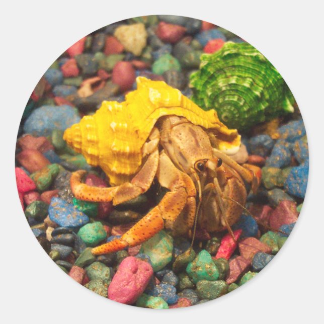 Hermit Crab Stickers 01 (Vorderseite)