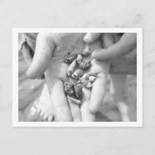 HERMIT CRABS POSTKARTE