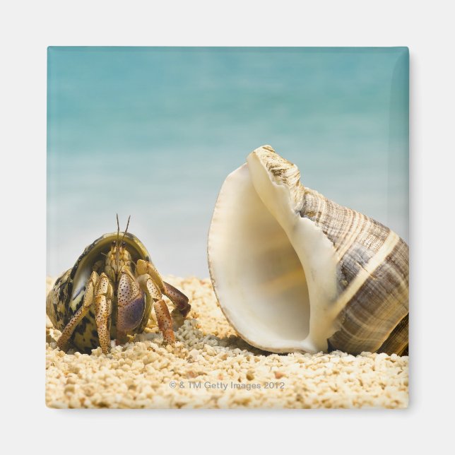 Hermit Krabbe mit Blick auf größere Muschel Magnet (Vorne)