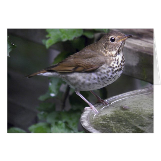 Hermit Thrush (Vorderseite (Horizontal))