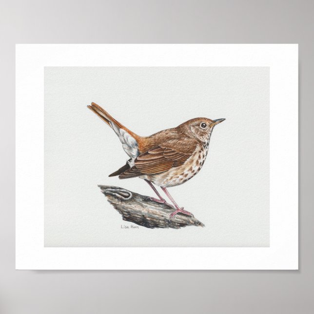 Hermit Thrush Art Print Poster (Vorne)