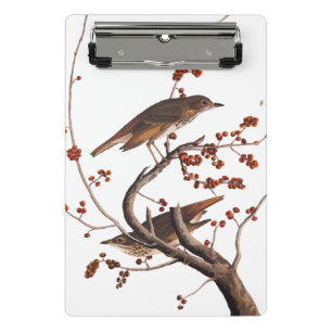 Hermit Thrush Audubon Bird mit Red Berries Mini Klemmbrett
