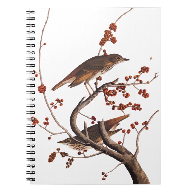 Hermit Thrush Audubon Bird mit Red Berries Notizblock (Vorderseite)