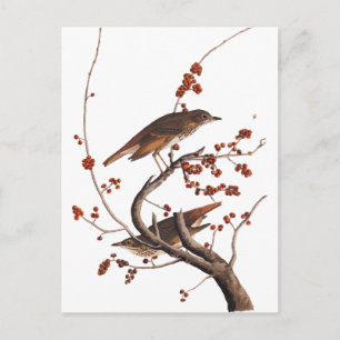 Hermit Thrush Audubon Bird mit Red Berries Postkarte