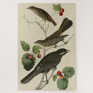 Hermit Thrush, Graue Jay Audubons Vögel von Amerik Puzzle