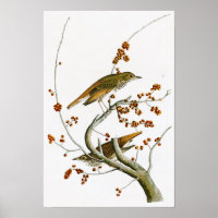 Hermit Thrush John James Audubon Birds of America