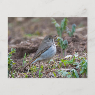Hermit Thrush Postkarte