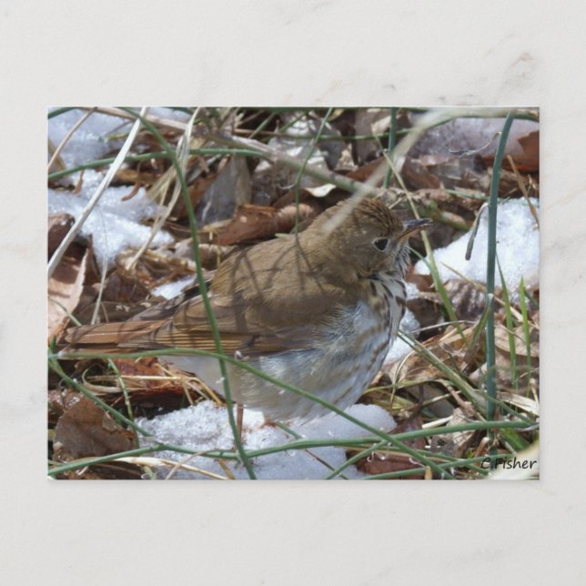 Hermit Thrush Postkarte (Vorderseite)