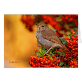 Hermit Thrush Songbird am Scarlet Firethorn