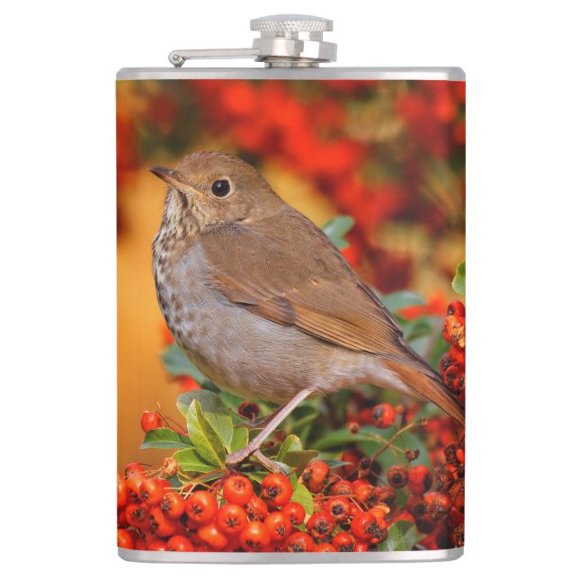Hermit Thrush Songbird am Scarlet Firethorn Flachmann (Vorderseite)