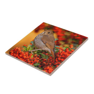 Hermit Thrush Songbird am Scarlet Firethorn Fliese
