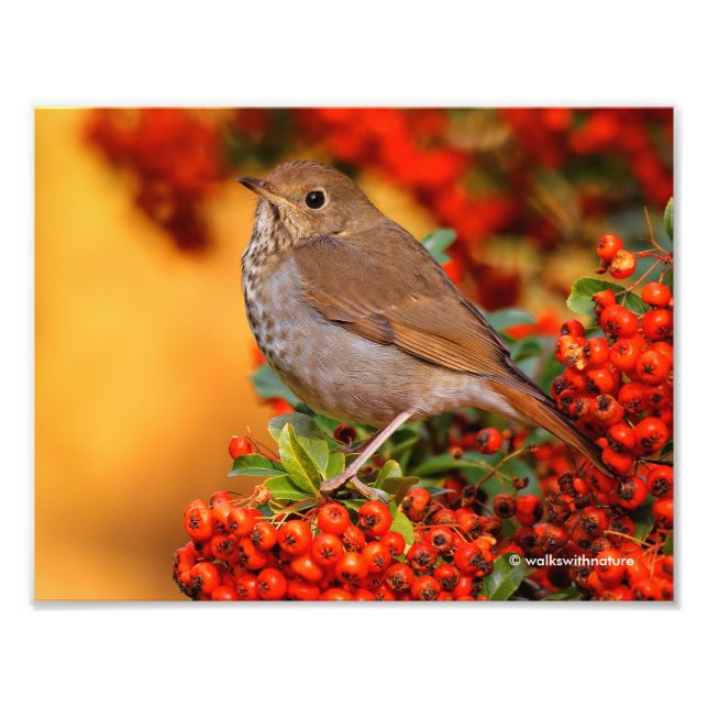Hermit Thrush Songbird am Scarlet Firethorn Fotodruck (Vorne)
