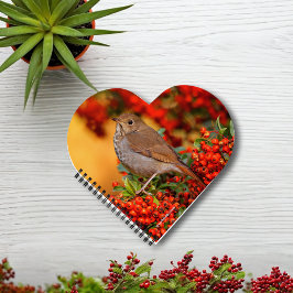 Hermit Thrush Songbird am Scarlet Firethorn Notizbuch